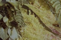 Eggleston, William, "Jamaica Botanicals" series 33/33