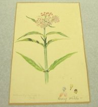 Wills, Mary Motz, "Milkweed," n.d. - before framing
