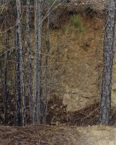 Lowcock, Ford E., "Green Needles," 1983