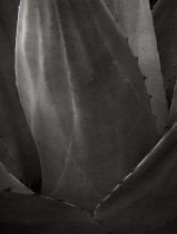 Armstrong, Frank, "Green Gulch, Big Bend National Park, Texas," 1978