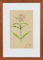 Wills, Mary Motz, "Milkweed," n.d. - front