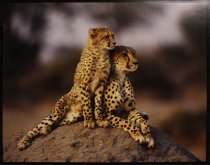 Young, Jim, "Mother and Daughter," 1999