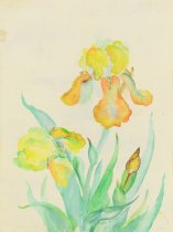 Henagan, Beth Coombes, "Iris", n.d