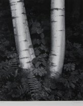 Sexton, John, "Birch Trunks, New Hampshire," 1986