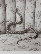 Evans, James H., "Bull Snake on Sofa," 1992
