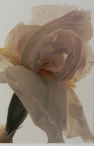 McDonald, Ann, "White Iris," 1993