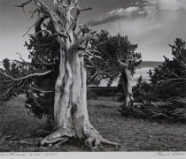 Brown, Eleanor M., "Bristle Cone Pine #2, Windy Ridge, Mt. Bos…," 2005