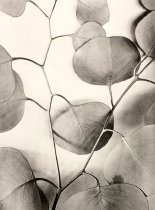 Lavenson, Alma Ruth, "Eucalyptus Leaves," 1933