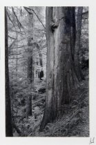 Lauterstein, George, Unknown Title, No Date