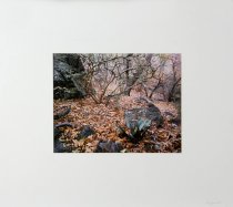 Forrest, Jay, "Pine Canyon - Agave and Madrone #1, Big Bend…" 1989