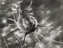 Bernhard, Ruth, "Starshell," 1943