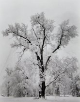 Adams, Ansel, "Oak Tree, Snowstorm, Yosemite National Park," 1948