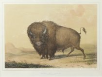 Catlin, George, "Wounded Buffalo Bull, Grazing," 1970