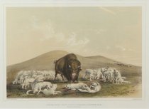 Catlin, George, "Buffalo Hunt, White Wolves Attacking a Buffalo Bull," 1970