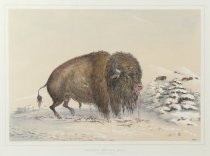 Catlin, George, "Wounded Buffalo Bull," 1970