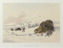 Catlin, George, "Dying Buffalo Bull, in Snow Drift," 1970