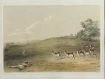 Catlin, George, "Antelope Shooting," 1970