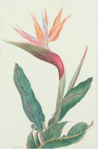 Sears, Mary Eula, "Bird of Paradise," n.d.