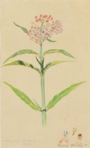 Wills, Mary Motz, "Milkweed," n.d