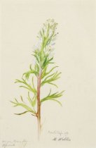 Wills, Mary Motz, "Castillejo Sp," 1958