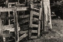Goddard-Finegold, Jan, "Fayetteville Fence," 1998