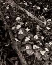 Kachadurian, Thomas, Unknown Title, 1998