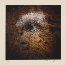 Wright, Bill, "Moon Plant at Dawn, Big Bend National Park, Texas," 1999