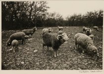 Baldwin, Fred and Watriss, Wendy, "Crenwelge Road," 1985