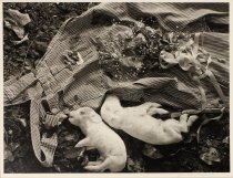 Van Cleef, June, "Dead Pigs," 1987