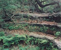 Lowcock, Ford E., "Ferns and Rock Steps," 1982
