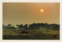 Rowley, Milton, "Sunset with Wildebeest and Red Lechwe…" 1998
