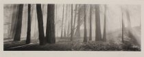 Gibson, David H., "Luminous Forest, Yosemite National Park, CA," 1995/2001