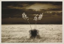 Kachel, David, "Sunrise Yucca," 2011