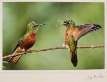Packer, Jay, Unknown Title [Hummingbirds], No Date