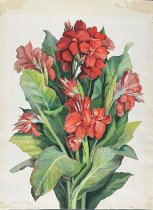 Hays, Lena Bentley, "Cannas", 1944