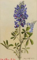 Wills, Mary Motz, "Texas Bluebonnets", 1946
