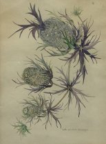 Henagan, Beth Coombes, "Eryngo [Thistle Watercolor]", n.d.