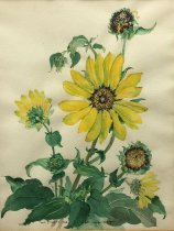 Beth Coombes Henagan, "Sunflowers - One", no date