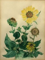 Beth Coombes Henagan, "Sunflowers - Two", no date