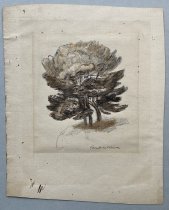 Boardman Robinson, "Pine", no date, print with pencil and ink marking