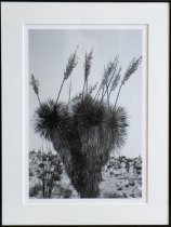 Terry Cockerham, "Blooming Yucca #2", 2019, black and white digital photo