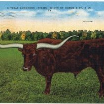 2022.1.5_texaslonghorn Postcard