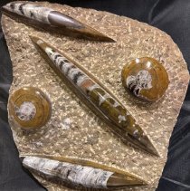 2025.16.13_fossil Front