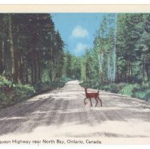 Deer Crossing Highway