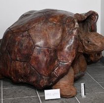 1992.15997 Giant Turtle 4