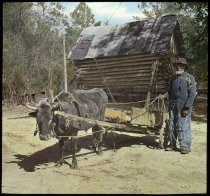 Charles Alexander, Standing by his Ox Cart
