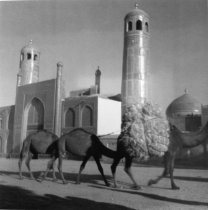 Three Camels Walking in Front of the Shrine of Hazrat Ali, Mazar-i Sharif, Afghanistan