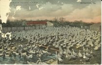 Morgan's Duck Farm, Largest in the World, Riverton, Va.