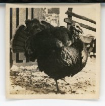 First turkey hatched and raised by Goldie Maffett - ate him at Xmas 1917.