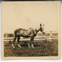 Fan - horse of W. G Maffett